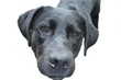 labrador