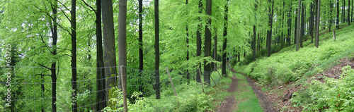 buchen buchen