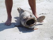 huge fish on beach