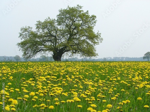 Foto: löwenzahnwiese löwenzahnwiese