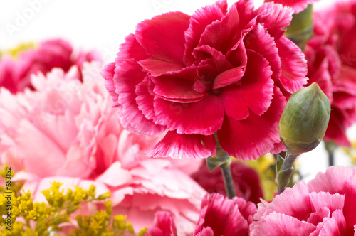 Photo: carnation carnation