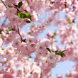 cherry tree