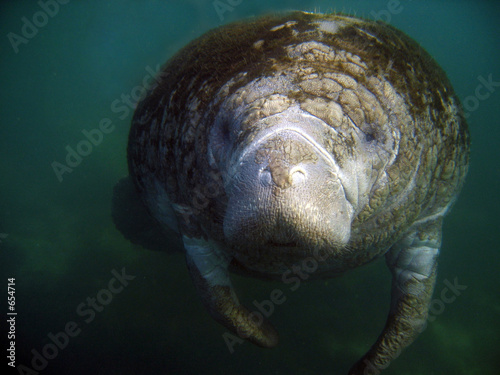 manatee manatee