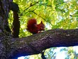 eichhörnchen eichhörnchen