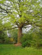 baum baum