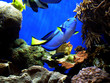 finding nemo's dory