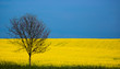 spring, england