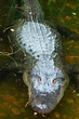 north american alligator