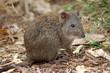 long-nosed potoroo