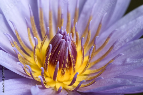 Photo: close -up of a stunning water lily close -up of a stunning water lily