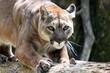 puma puma