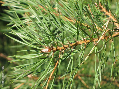 Foto: pine branch pine branch