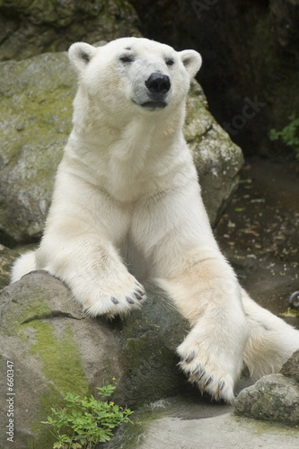 polar bear portrait