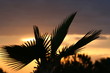 sunset silhouette
