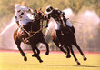 polo  4