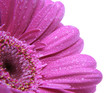 gerbera with dew