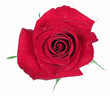 red rose