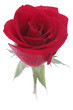 red rose with dew