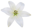 lily