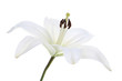lily