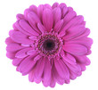 magenta gerbera