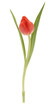 single tulip