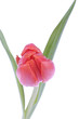 orange tulip
