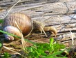 snails meeting
