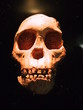skull 01