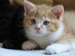 chaton chaton