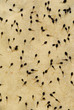 tadpoles in lake tadpoles in lake