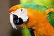 loro3394