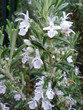 fleur de romarin