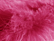plumes roses