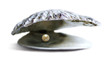 Foto: sea shell sea shell