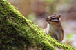 ecureuil - squirrel ecureuil - squirrel