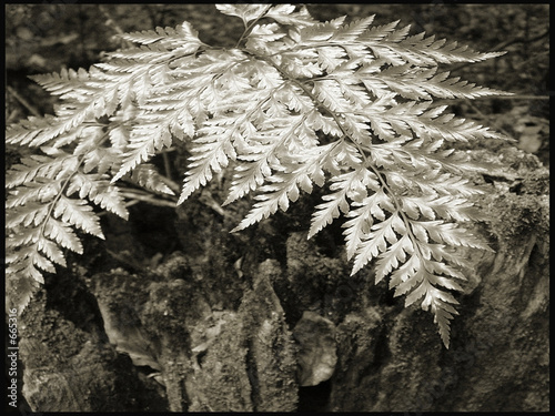 Photo: fern leaves fern leaves