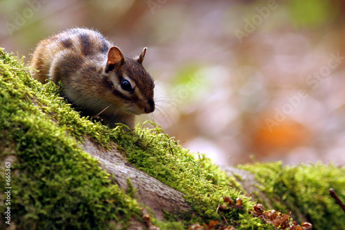 ecureuil - squirrel ecureuil - squirrel