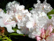 white rhododendron