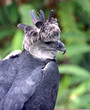 harpy eagle harpy eagle
