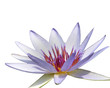 isolated purple water lily
