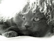 scottish fold in the furry cap