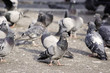 pigeons pigeons