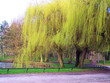 saule pleureur