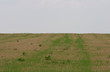rural spring 4