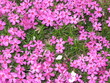 purple flowers