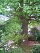 baum baum