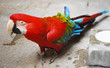parrot
