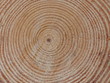 le coeur de l'arbre