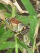 grashopper